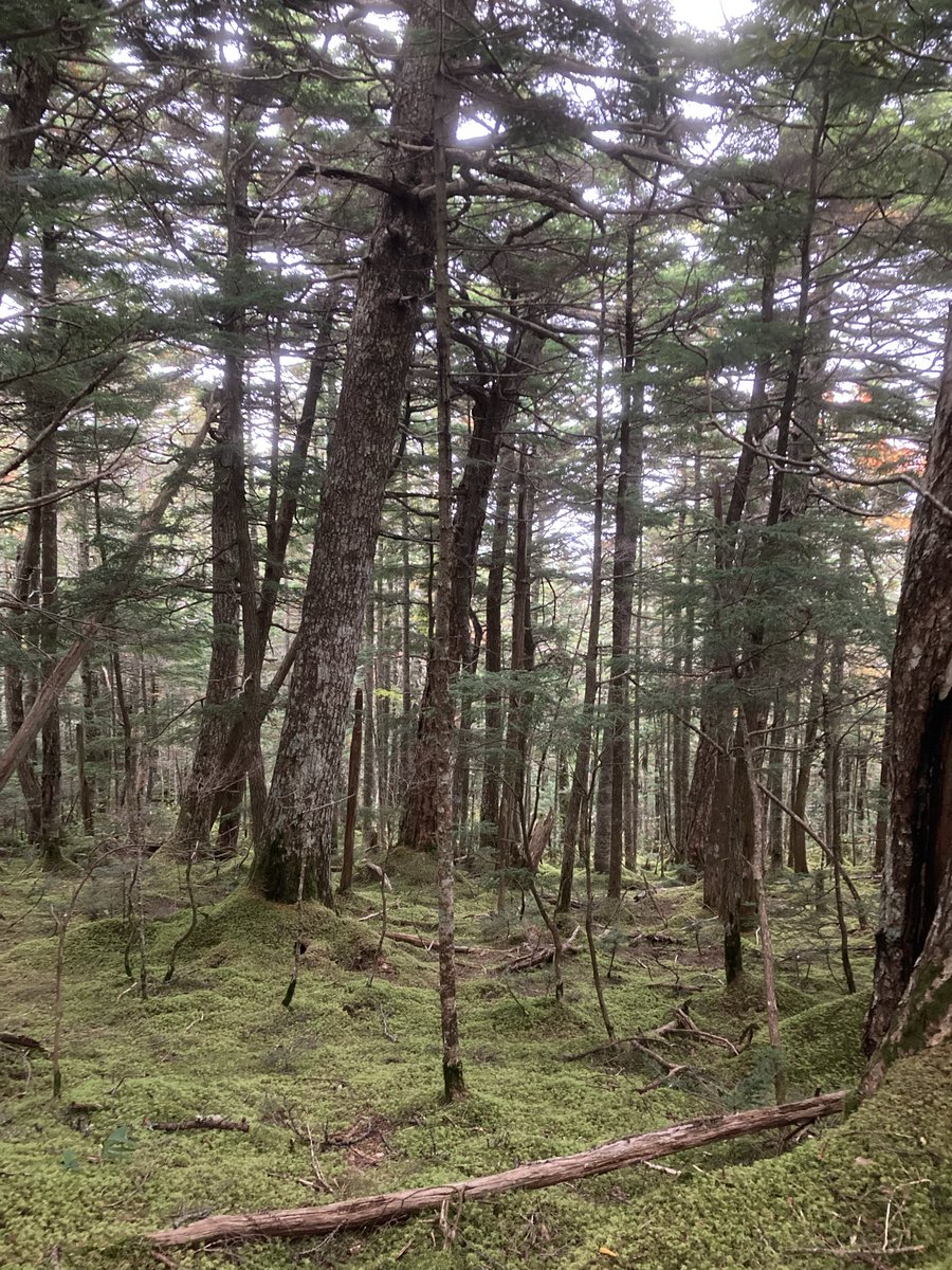 hinomoto701's tweet image. To find mushrooms,
Again I climb Mt. Fuji—
Hope in the mist.

松茸を　探しに今日も　富士に行く🗻🍄

#mtfuji #matsutake #mushroomhunting #hinomoto701 #senryu #富士山 #松茸 #キノコ狩り #ヒノモト #川柳