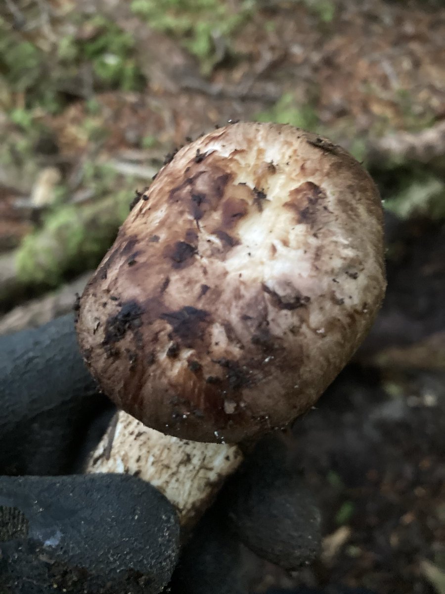 hinomoto701's tweet image. To find mushrooms,
Again I climb Mt. Fuji—
Hope in the mist.

松茸を　探しに今日も　富士に行く🗻🍄

#mtfuji #matsutake #mushroomhunting #hinomoto701 #senryu #富士山 #松茸 #キノコ狩り #ヒノモト #川柳