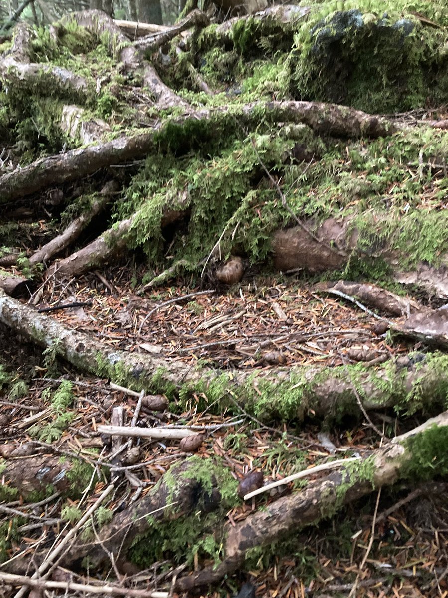 hinomoto701's tweet image. To find mushrooms,
Again I climb Mt. Fuji—
Hope in the mist.

松茸を　探しに今日も　富士に行く🗻🍄

#mtfuji #matsutake #mushroomhunting #hinomoto701 #senryu #富士山 #松茸 #キノコ狩り #ヒノモト #川柳