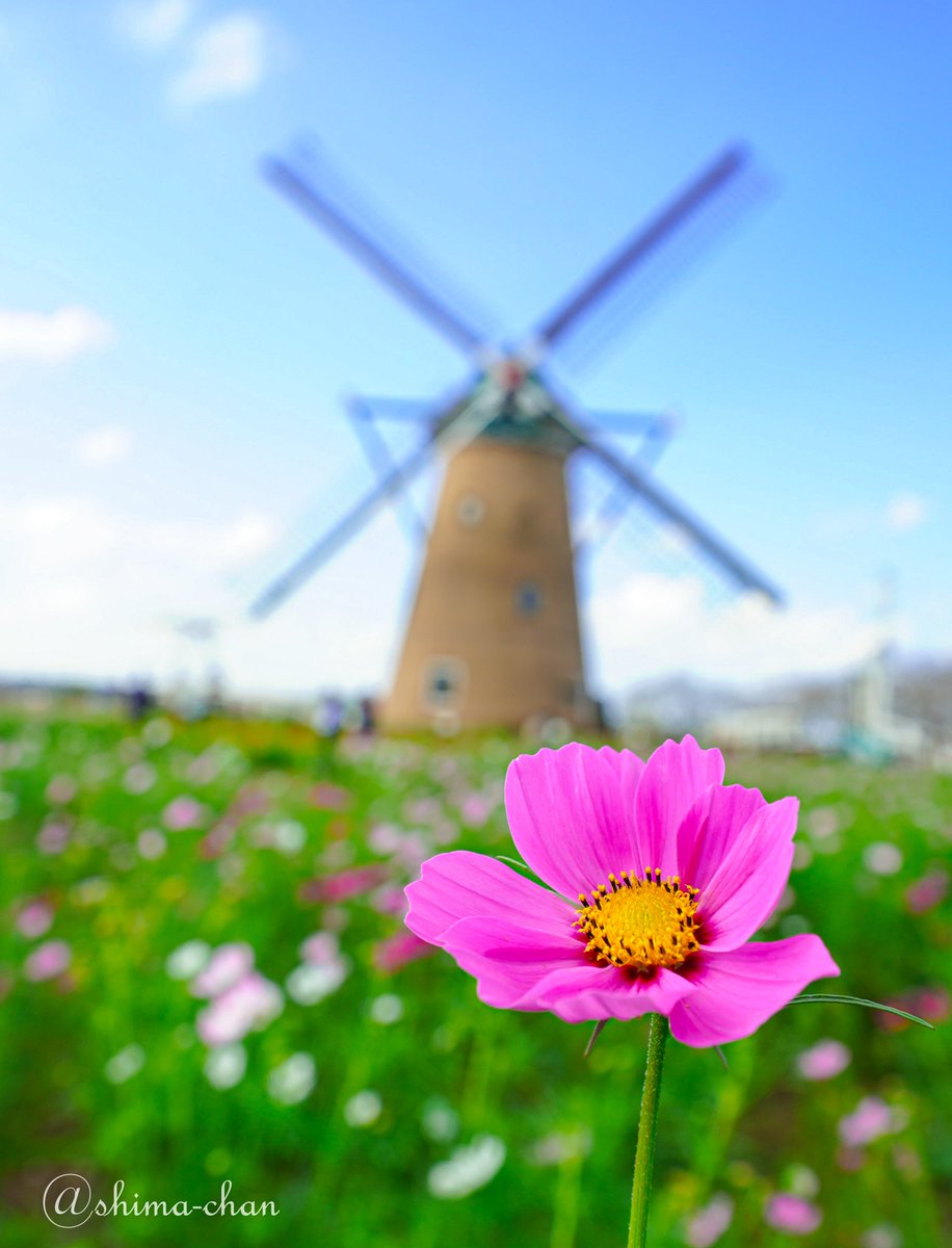 しまちゃん on X