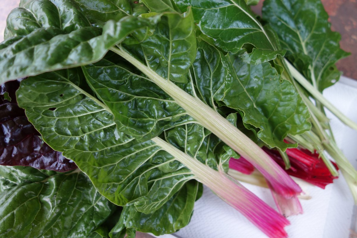 Noch eine kleine Ernte von Stielmangold und hinten Schnittmangold. Nahe verwandt sind sie mit der Roten Bete, der Runkelrübe und Zuckerrübe (Gleiche Gattung und Familie). Ursprungsform aller war die wilde Beta-Rübe (Beta vulgaris subsp. maritima).