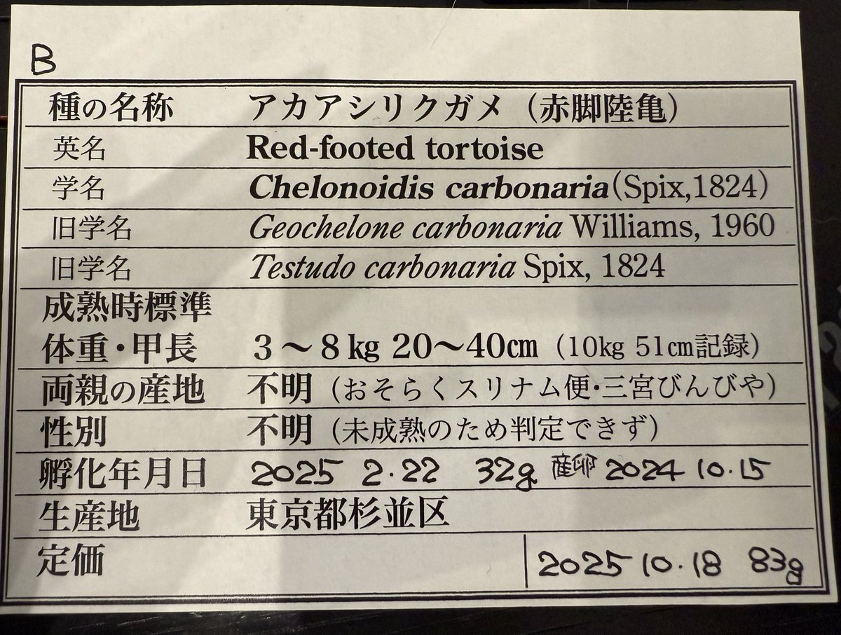 person_of__p's tweet image. 個体の誕生日を聞くの忘れたなと思っていたら、ちょうど伊知地さんからこちらの記録が送られてきました。旧学名まで書いてくださっているのは、サイエンスライターの方らしい設えだなとまた感動した。
亀を飼いたいキッズには特に伊知地萬年計画さんから購入するのをおすすめしたい。
#HBM