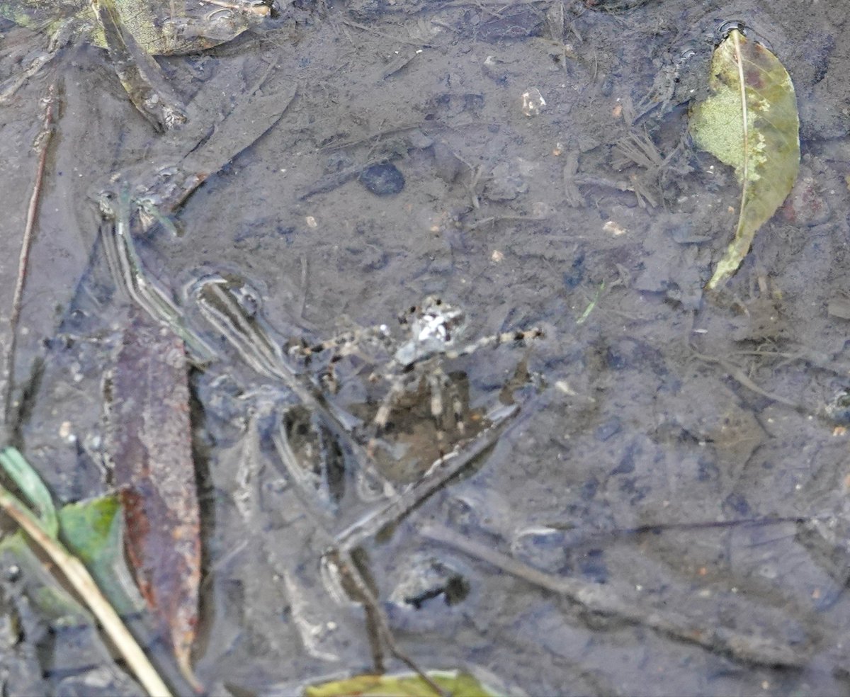 lynda_lambert's tweet photo. This Garden Spider may have managed to get out of the puddle on its own but I thought I would give it a helping hand just in case. #Eyebridge #Wimborne. https://t.co/fKsfpayh0E