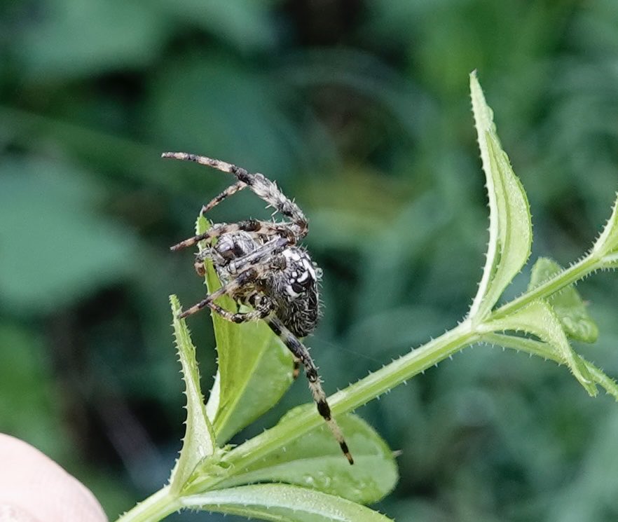 lynda_lambert's tweet photo. This Garden Spider may have managed to get out of the puddle on its own but I thought I would give it a helping hand just in case. #Eyebridge #Wimborne. https://t.co/fKsfpayh0E