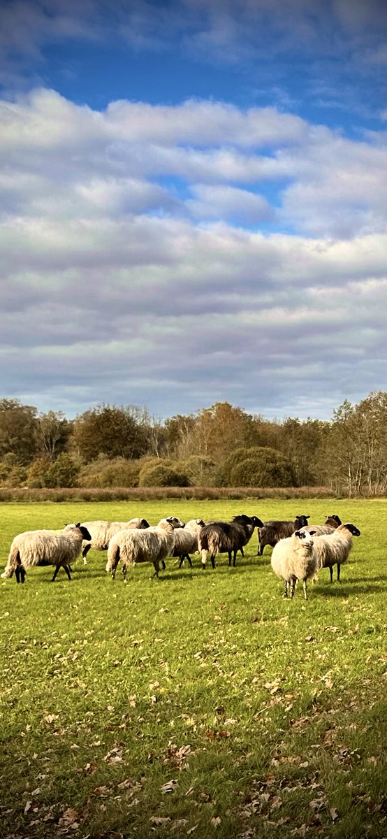 #hardlopen #running🏃‍♂️🐑🐑🐑