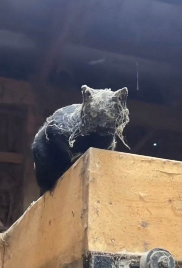 pizad_sura's tweet image. แมวโบราณ อายุ 3,000 ล้านปี