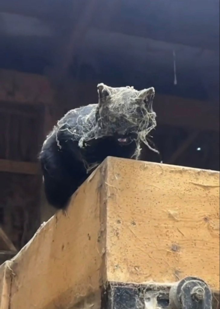 pizad_sura's tweet image. แมวโบราณ อายุ 3,000 ล้านปี