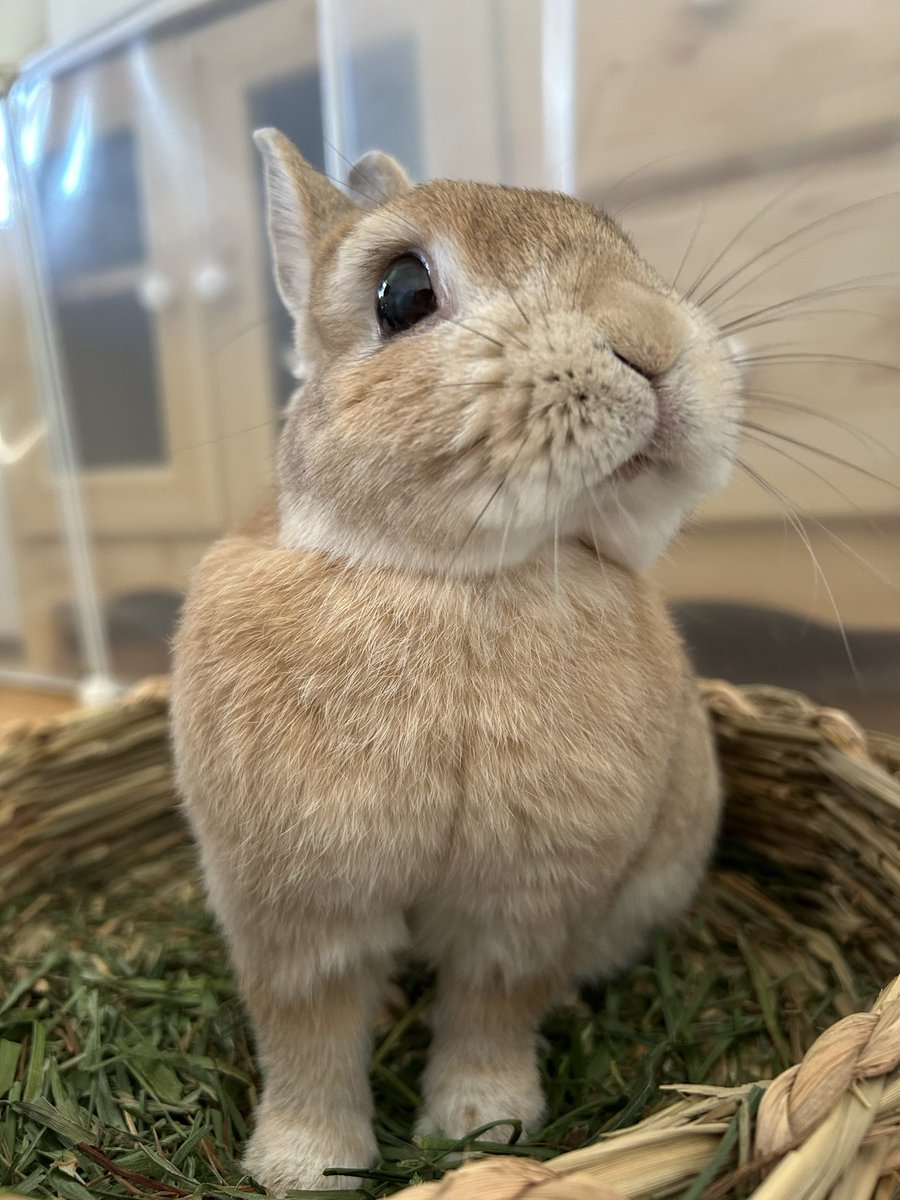 うさぎちゃん on X