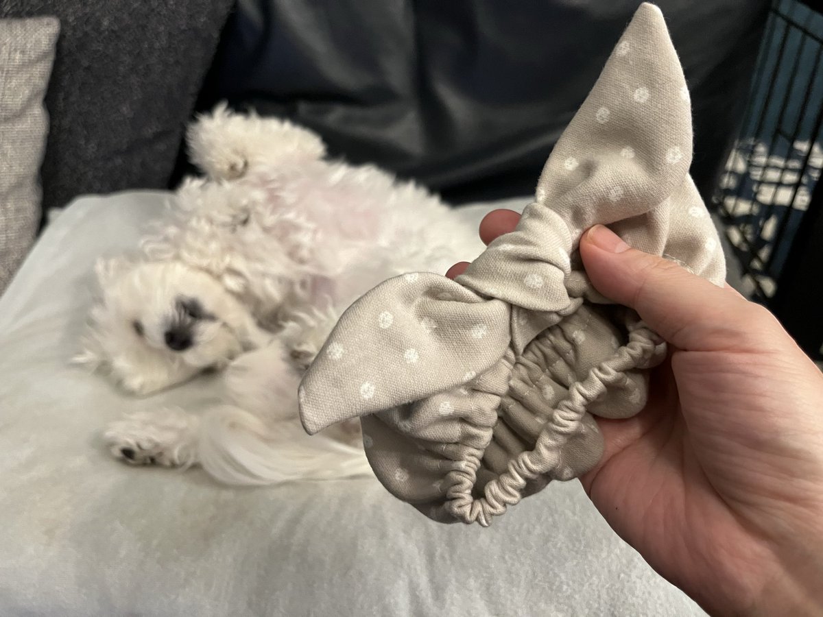 maytake126's tweet photo. 最近無駄に手芸スキルがアップしてきた！これは垂れ耳の犬がご飯食べる時汚れないようにするやつ！せっかく作ったのにつけると嫌みたいで固まっちゃう😓 https://t.co/0kETnDlxEQ