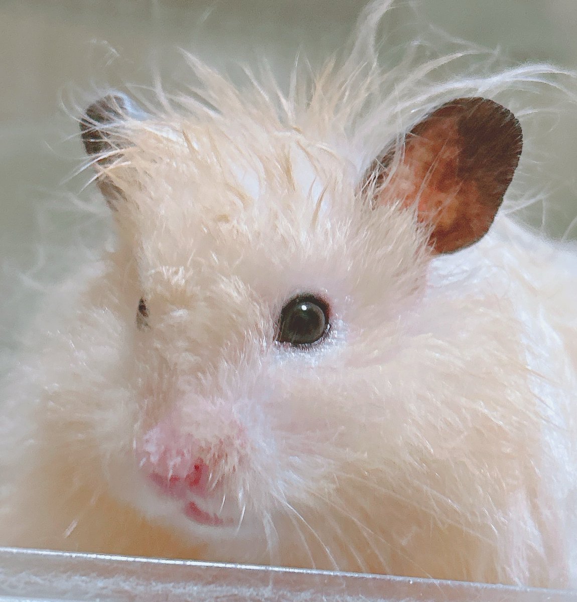 もふもふの飼い主 on X