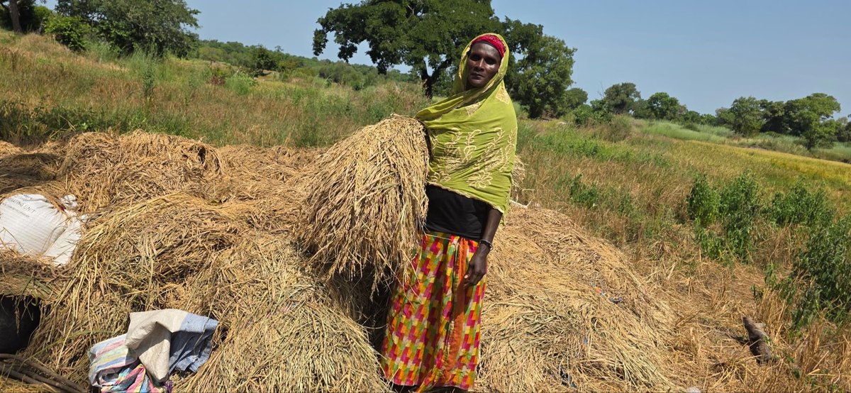 ROOTS project Gambia tweet media