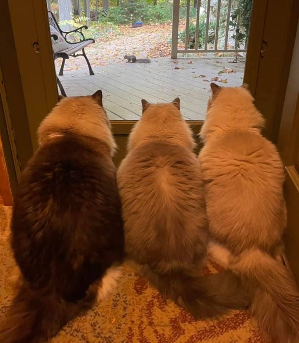 Happy Thursday! 🐿️ 🤠