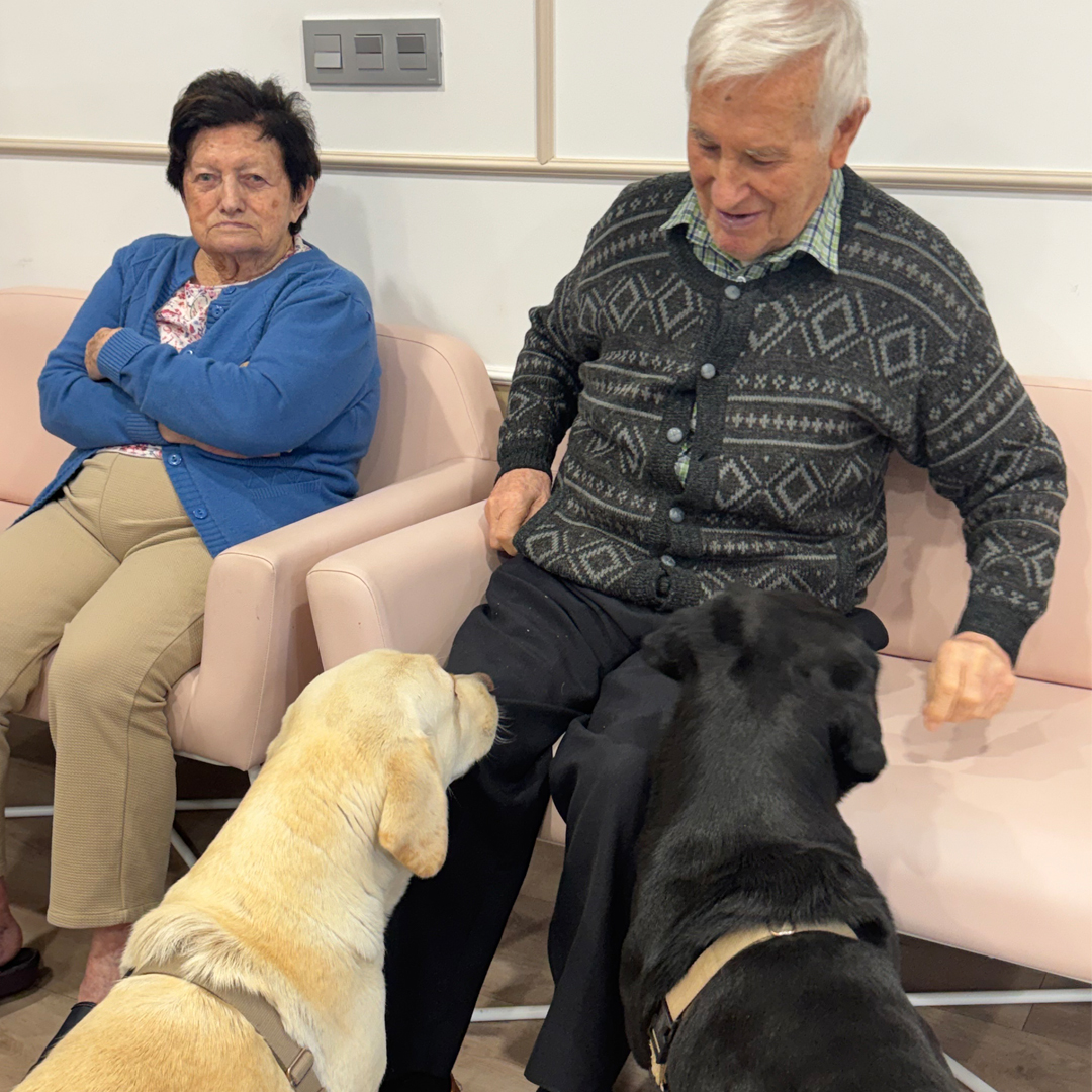 🐾 ¡Momentos que llenan el corazón!
En nuestra residencia <a href="/rsanpedropoveda/">Residencia CleceVitam San Pedro Poveda</a>, situada en #Burgos, hemos disfrutado recientemente de otra sesión de terapia canina 🐶✨. Nuestros mayores compartieron cariño, sonrisas y compañía con estos amigos de cuatro patas. 💙 #CleceVitam