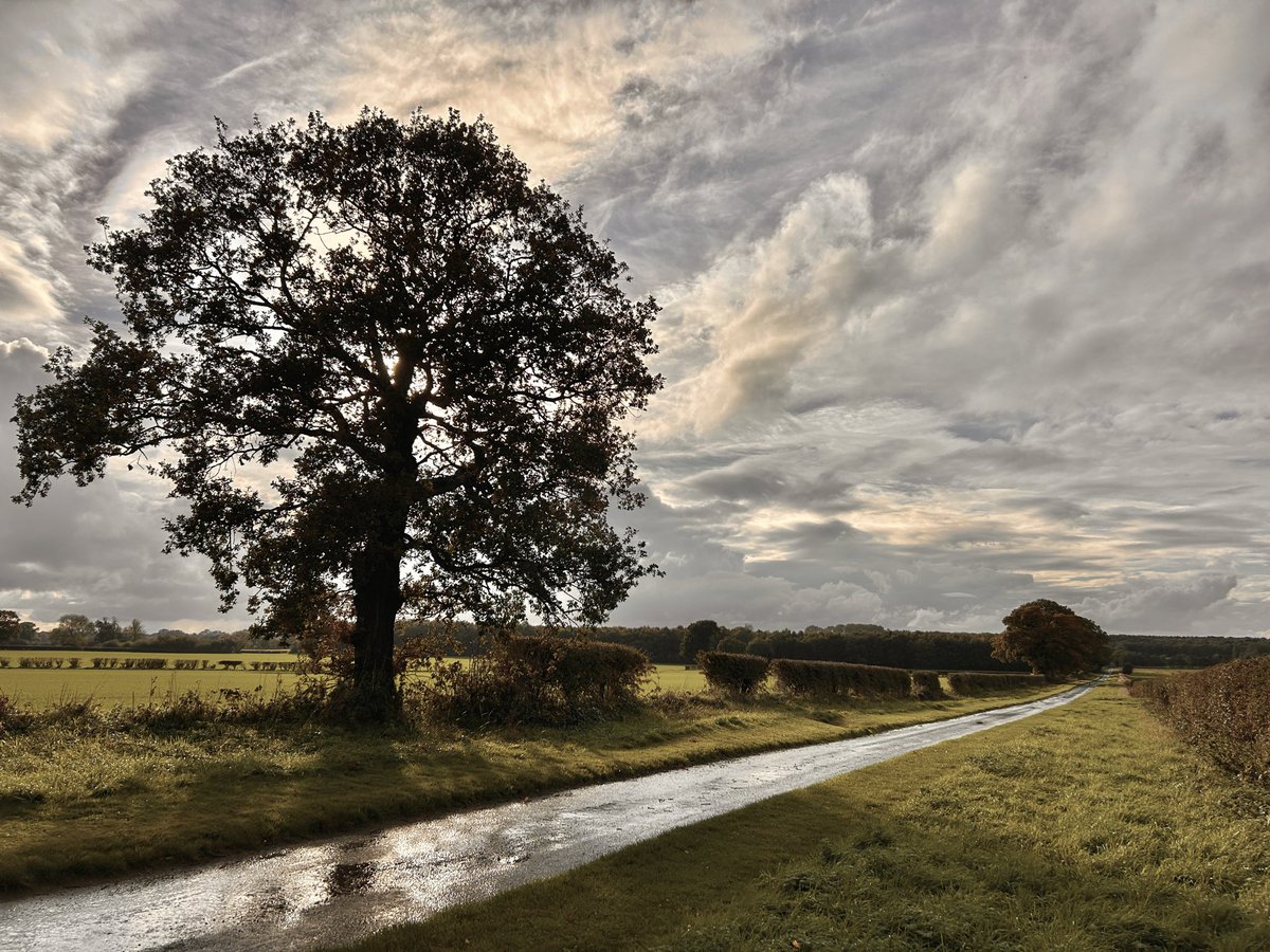 WeatherWolds's tweet image. A Watery Sun. 9°C and rather breezy. Rabbits.