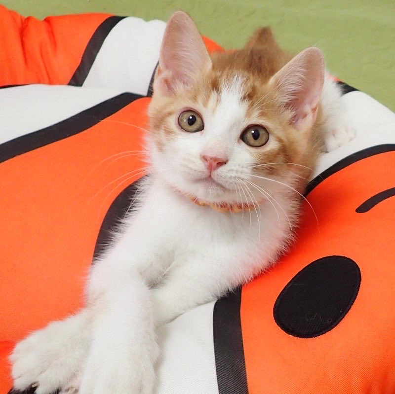 踏(ふみ)ちゃん (@_humimi_) / Posts / X