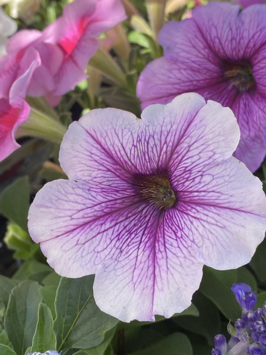 kathy_husser's tweet photo. Petunias are loving our rainy weather this week. #flowers #gardening https://t.co/3MGJFParnI
