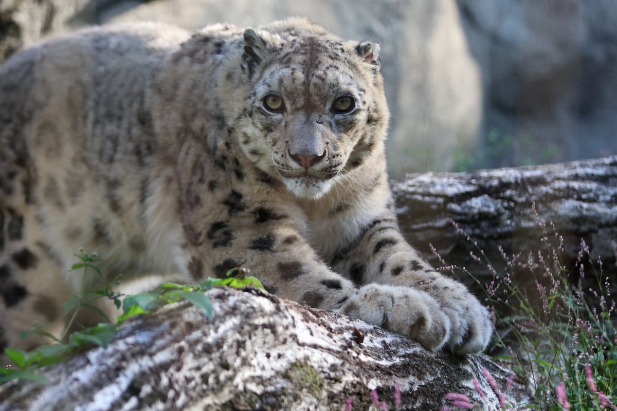 ya_ru_14's tweet photo. 今日は #世界ユキヒョウの日   ヒマラヤの生態系の最上位のプレデターがずっと世代を重ねて行けますように。この美しい猛獣が姿を消す時、ヒマラヤの生態系は崩壊することでしょう。密猟、野犬、気候変動。彼らを脅かす要因は人間由来ばかり。  

#ユキヒョウ #大森山動物園 #多摩動物公園 #旭山動物園 https://t.co/eAVS3NMdrF