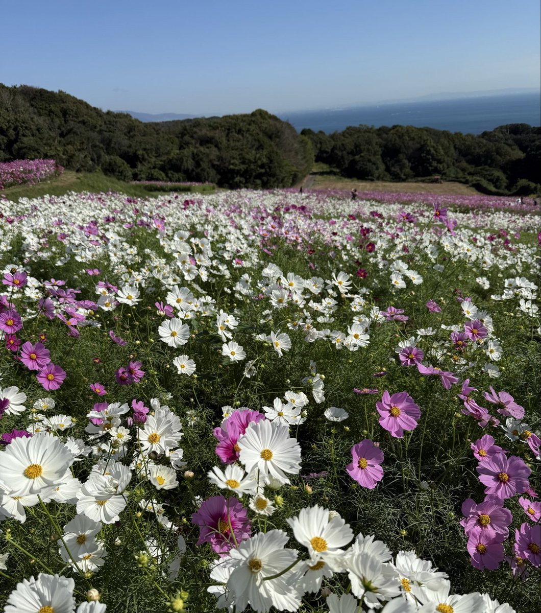 4f48kpMjSS8hjPt's tweet image. 25/10/23  はやしべさとし叙情歌を道づれに〜
霜始降(しもはじめてふる)〜金木犀の香る秋🍂2年前のお便り…『落葉松』軽井沢大賀ホール叙情歌公演終演後会場から駅迄歩いた時見た星空と月が綺麗だったとlistnerさんrequest〜初めて聴いたのは小学生の頃＂プラタナスの枯葉舞う＂で始まる『風』request