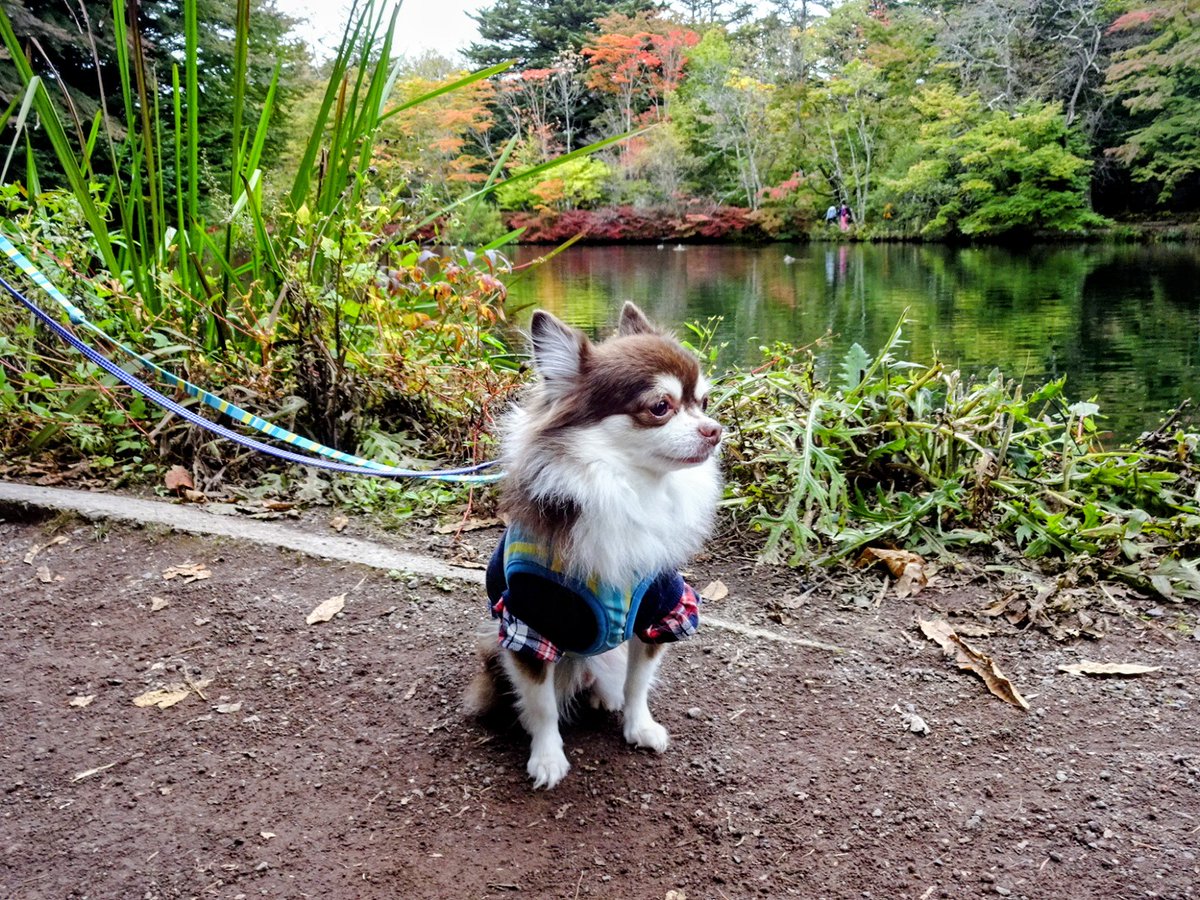 ２年ぶりに、こむぎを連れて軽井沢へ行ってきました🎵
前回は９月中旬に行ってもまだ暑かったので、行く時期を１カ月ほど遅くしてみたら、今度は寒かったです。先週あたりから急に寒くなったそうです😆
紅葉が少し始まってました。
✦写真は、白糸の滝と雲場池で撮ったものです🤗❣️