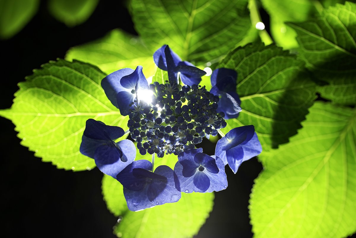 Atsushi (@atsu_chu) / Posts / X