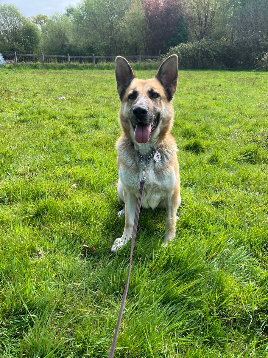 Bella is 4yrs old and she is a very friendly girl who has loved everyone she has met, Bella can live with older kids and has been fine with most #dogs with correct intros 
#germanshepherd #Essex 
gsrelite.co.uk/bella-42/