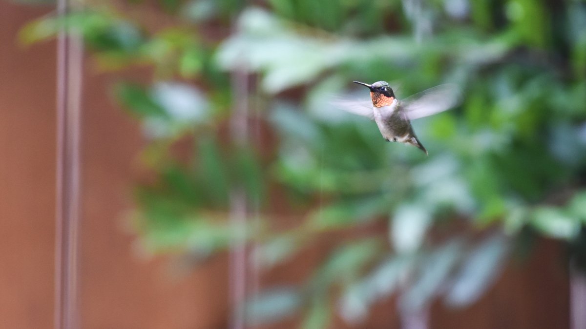 Somewhere in the #MrsHolga Bird &amp; Butterfly Sanctuary  with my Nikon D750 and either a 200-500mm telephoto or 60mm micro lens. Depending on the willingness of the subject. Fall is here!

#butterfly #butterflies #monarchbutterfly #honeybee #greenanole #hummingbird #garden