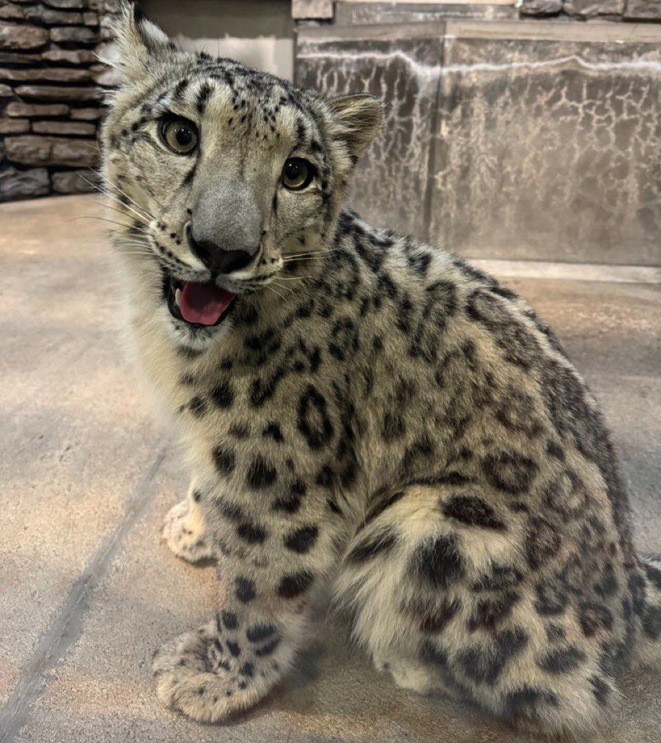 snepwife's tweet image. IT'S INTERNATIONAL SNOW LEOPARD DAY !!!