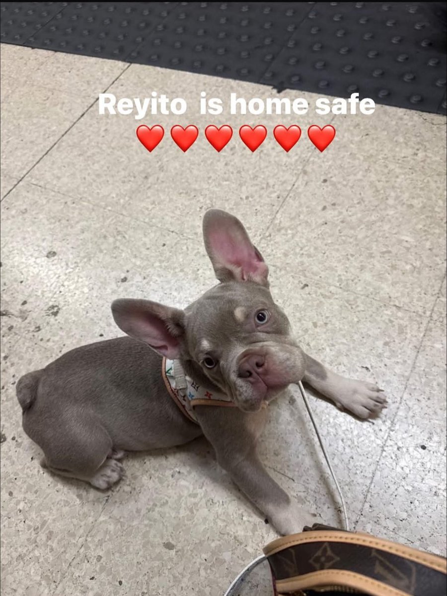 Dogs of Tooting 1 tweet media