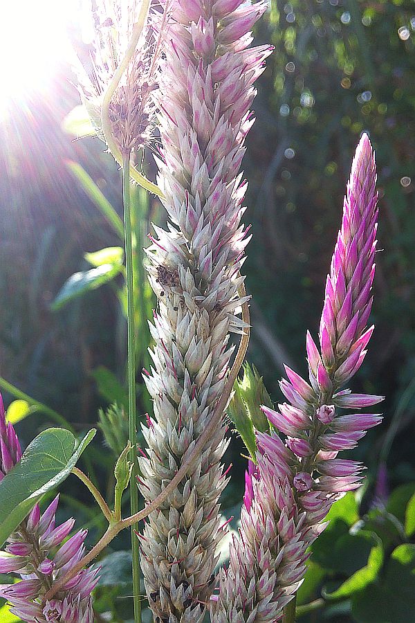 朝の道ばたの花
