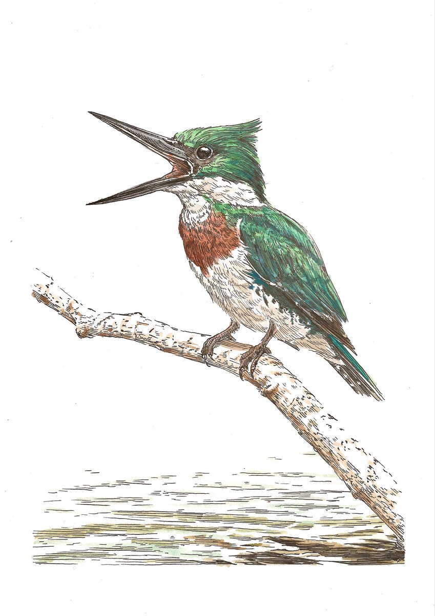 Wisten jullie dat de amazone een eigen ijsvogel heeft? Dat verwacht je niet hè? Toch is het zo. Ik heb hem voor u getekend. 

‘Ik eis ijs’ 
29,7 x 21 cm
Inkt en aquarel op papier 

Delen wordt altijd gewaardeerd.