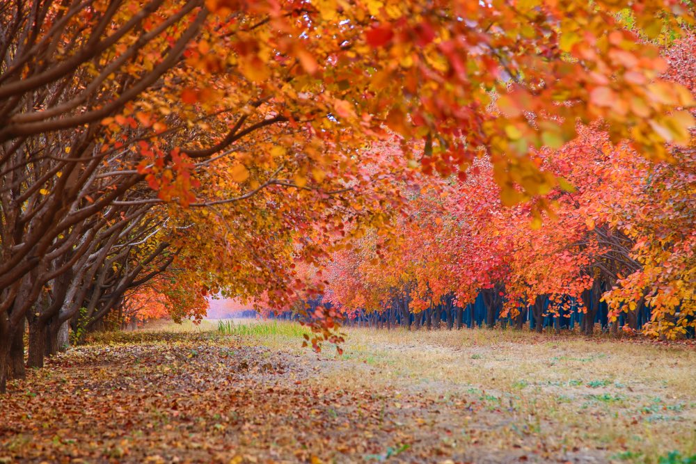 touch_beijing's tweet image. Today is #FirstFrost, autumn&apos;s final #solarterm according to Chinese lunar calendar.

Traditions include:
💐chrysanthemum-viewing
🍶wine-tasting gatherings
🍁hiking to see autumn foliage
🍅eating ripe persimmons believed to ward off the cold in some regions.