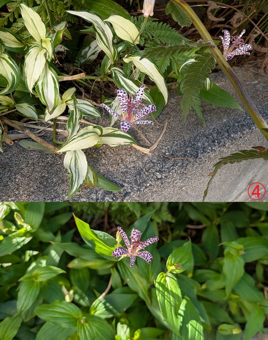 teru3コケ各種7.5パレット他カサゴケ15本2P、ホウオウゴケL 1P teru3様専用コケ各種7.5パレット他カサゴケ15本2P、ホウオウゴケ