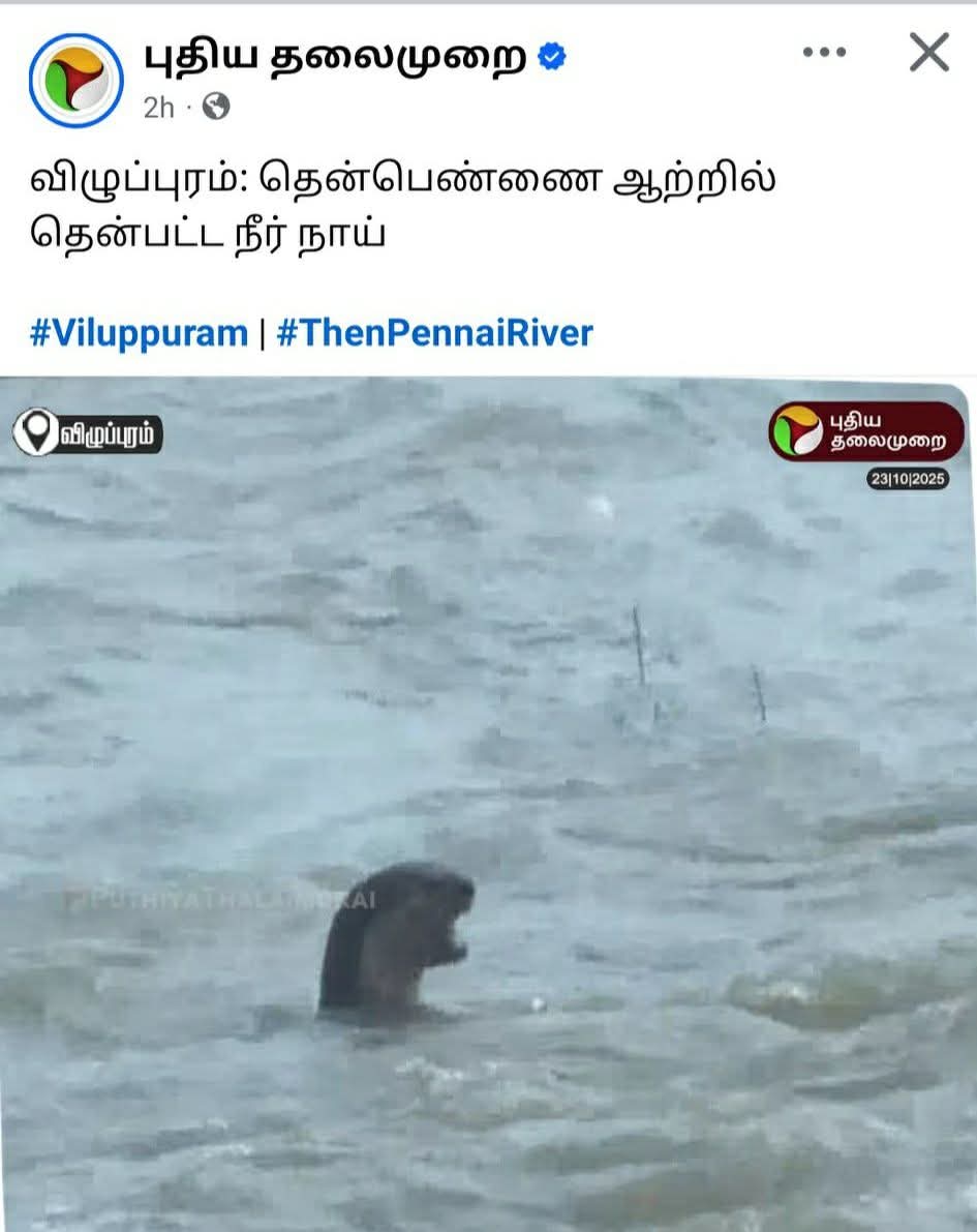 நீர் நா-ய் கூட தென்படுது.. ஆனா பனையூர் பன்னாட மட்டும் தென்பட மாட்டேங்குறான்...