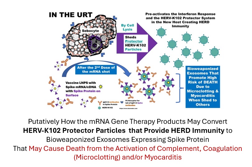 hervk102's tweet image. Breaking news
October 23, 2025
The reported integration of a spike sequence in a bladder cancer at 19p12 appears to have used a mechanism common to HERV-K HML-2 integration.
This implies integration may have involved shedding from Pfizer where shedding represents 'bioweaponized…