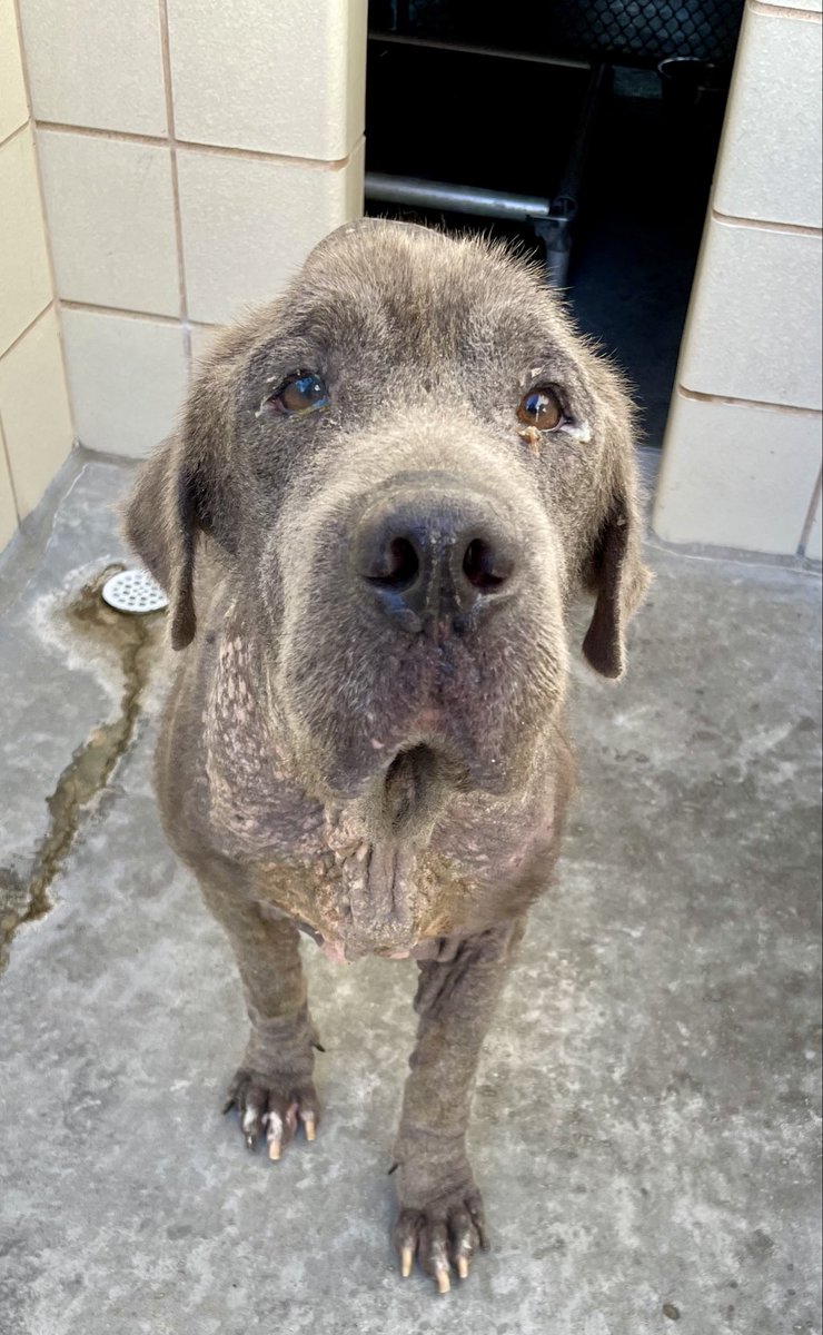 Lisa Brabson. tweet media