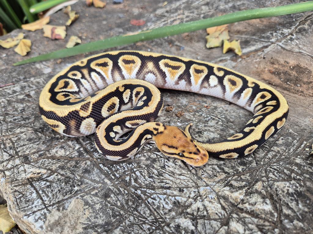 zandberg97's tweet image. This really cool Cypress Special Het Clown Ball Python.
#snakes #snake #ballpython #reptile #reptiles #outdoor #photo