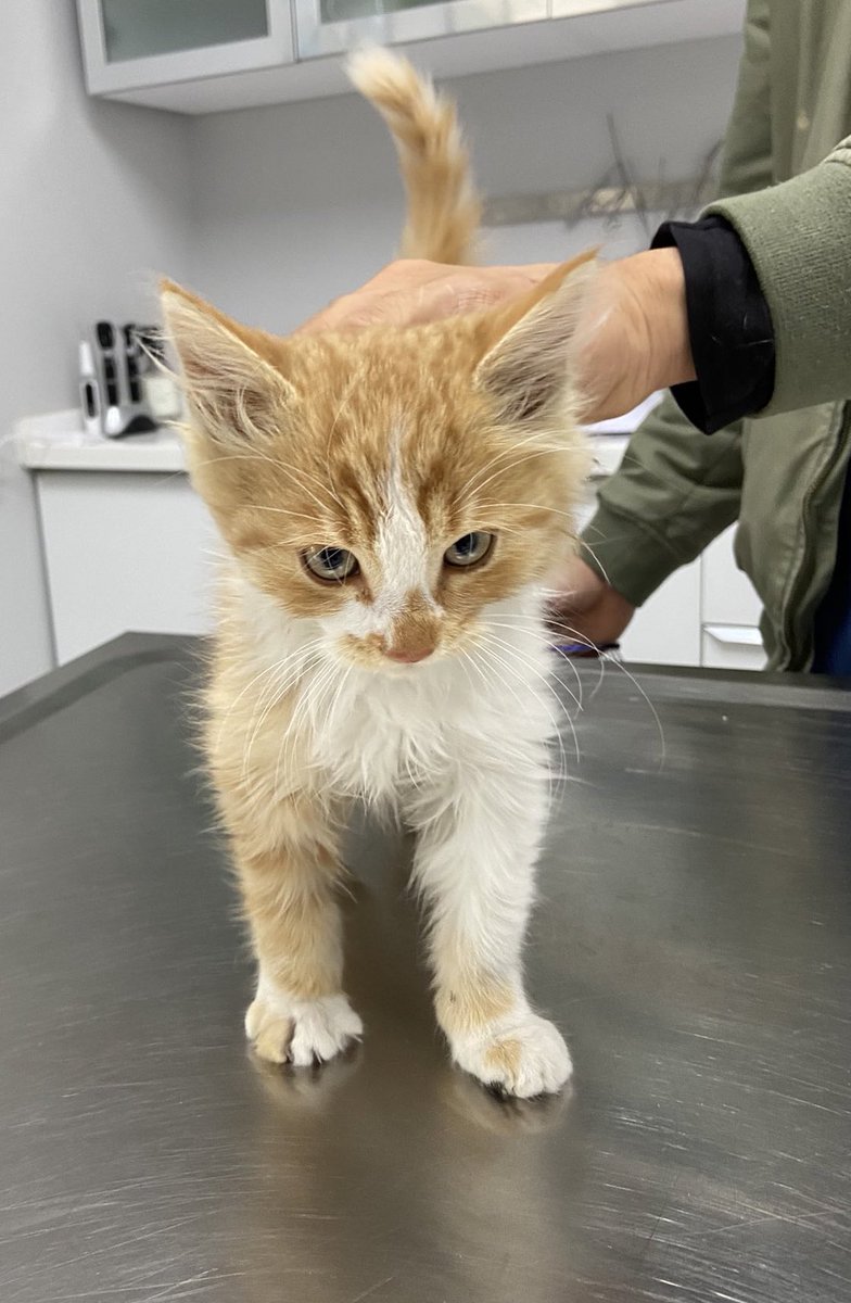 Resimler çok komik😀 Kendini aslan sanan bu kaplan yavrusuna yuva aranıyor. Gücüne güvenen korkusuz kişiler talip olsun. İletişim: <a href="/iroossk/">irem</a>