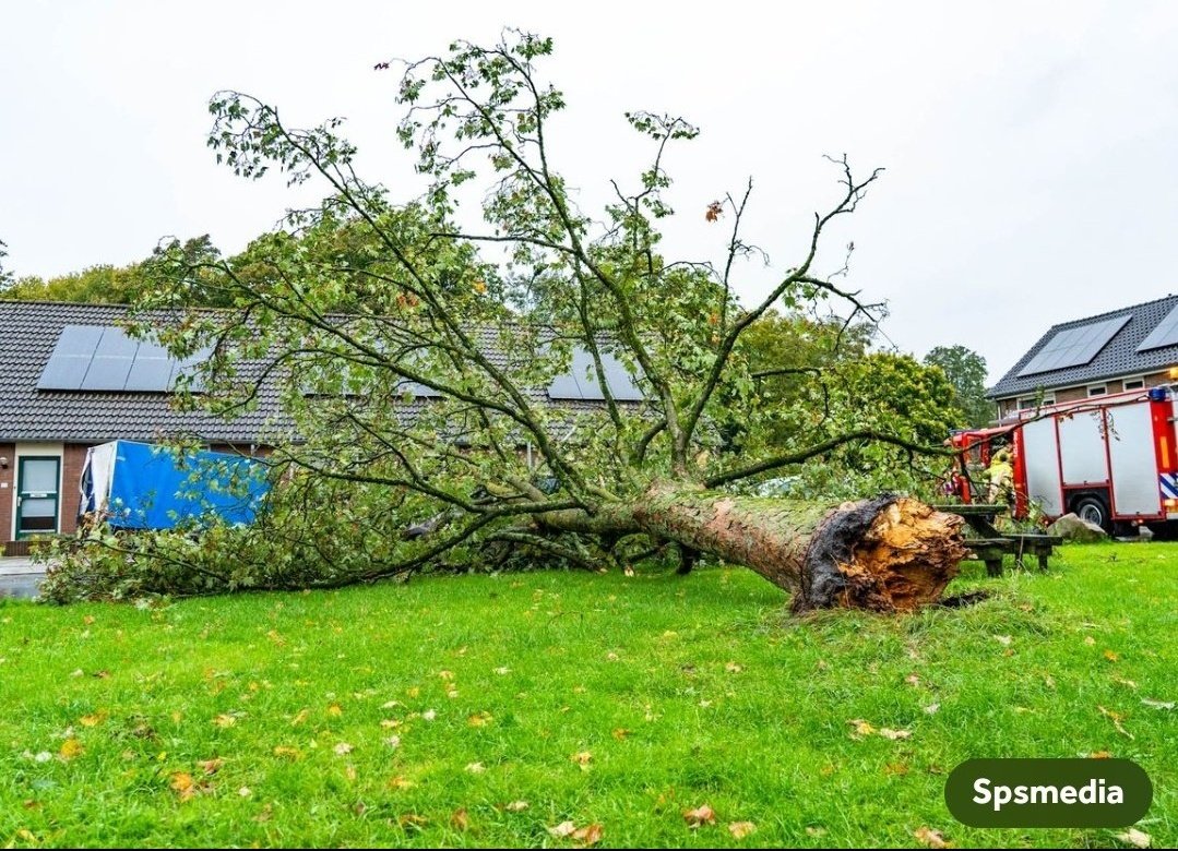 marcomout's tweet photo. ..weet waar een oude boomreus is omgewaaid, geef lokatie door in een bericht met #omwaaibomen. Geïnteresseerden kunnen zelf met lokale overheid bespreken of stamdelen gereserveerd kunnen worden. Zo krijgt oud omgewaaid #hout toch nog een leven!
#StormBenjamin
@EenVandaag https://t.co/0tUbbvUGZs