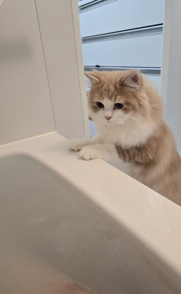 りりぃ🍨 tweet media