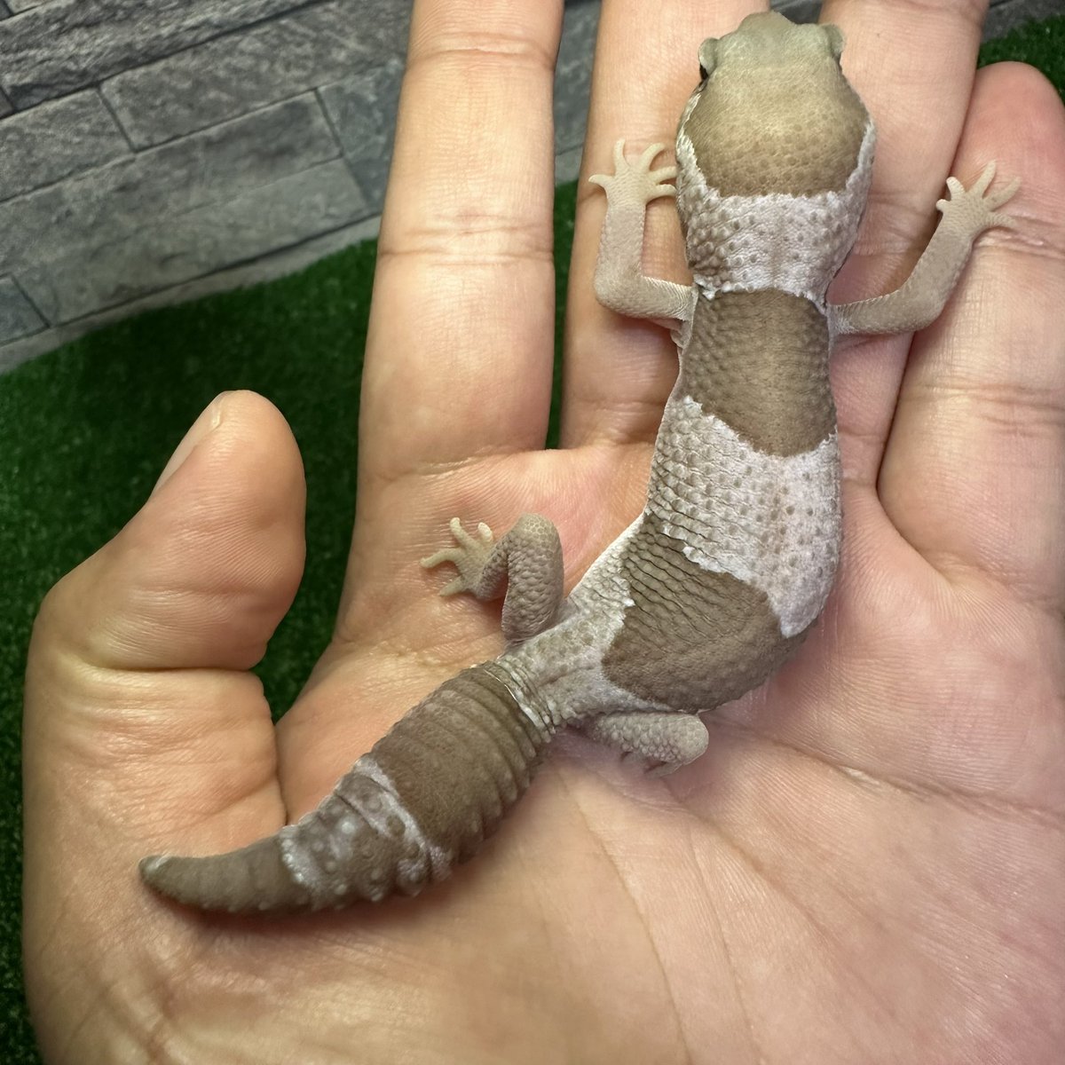 chappi_python's tweet image. ニシアフたくさん入荷してます！
とりあえずおすすめの子達をピックアップ✨
ホワイトアウトオレオhetゴーストパターンレス
スノー
キャラメルズールー等々
ブリードでパープルヘイズ狙えるペアもいます！
お問い合わせお待ちしております🥹
 #徳島 
 #爬虫類 
 #ニシアフ 
 #爬虫類好きと繋がりたい