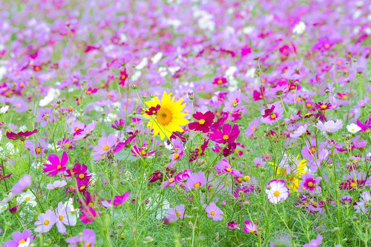 秋と夏の同居