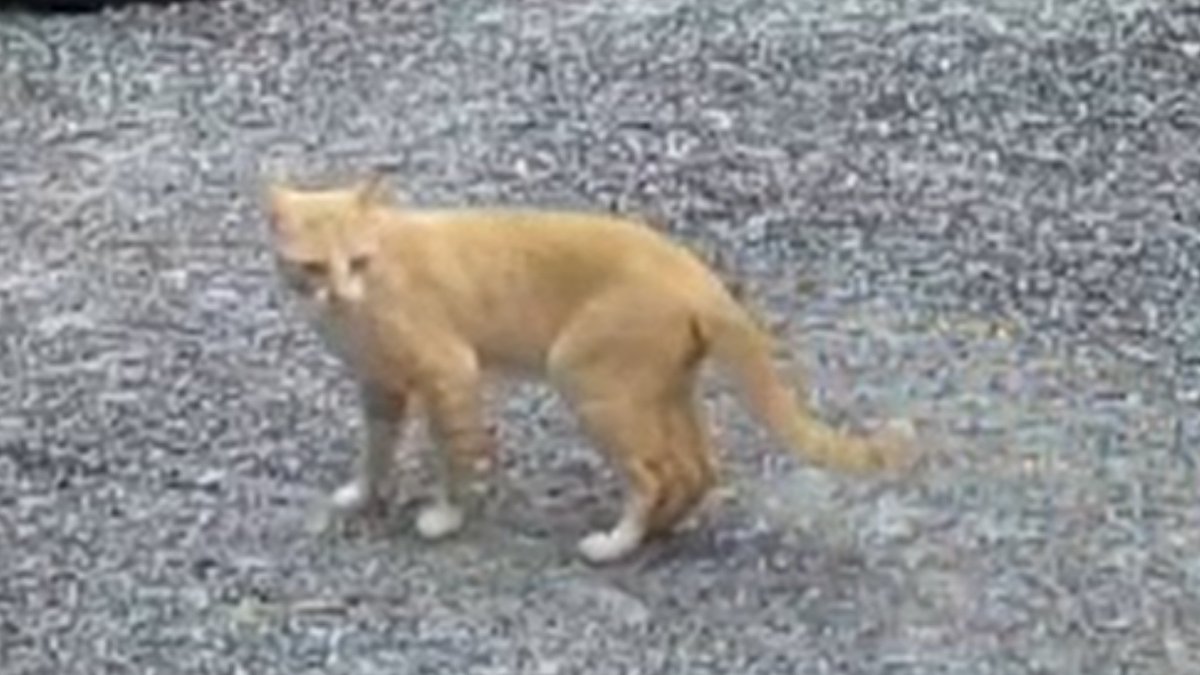 ConfidenCHIal (@confidenchial) on Twitter photo Si, si, es el mismo gato, pero de otra realidad alterna. En la que el mitómano fakeador de cánceres es una carmelita descalza y el resto es todo malo y los malitos le hacen cosas malas a él.🤡
Diciendo que es el mismo, no hace mas que confirmar que el otro pasó a mejor vida.🫢 Si, si, es el mismo gato, pero de otra realidad alterna. En la que el mitómano fakeador de cánceres es una carmelita descalza y el resto es todo malo y los malitos le hacen cosas malas a él.🤡
Diciendo que es el mismo, no hace mas que confirmar que el otro pasó a mejor vida.🫢