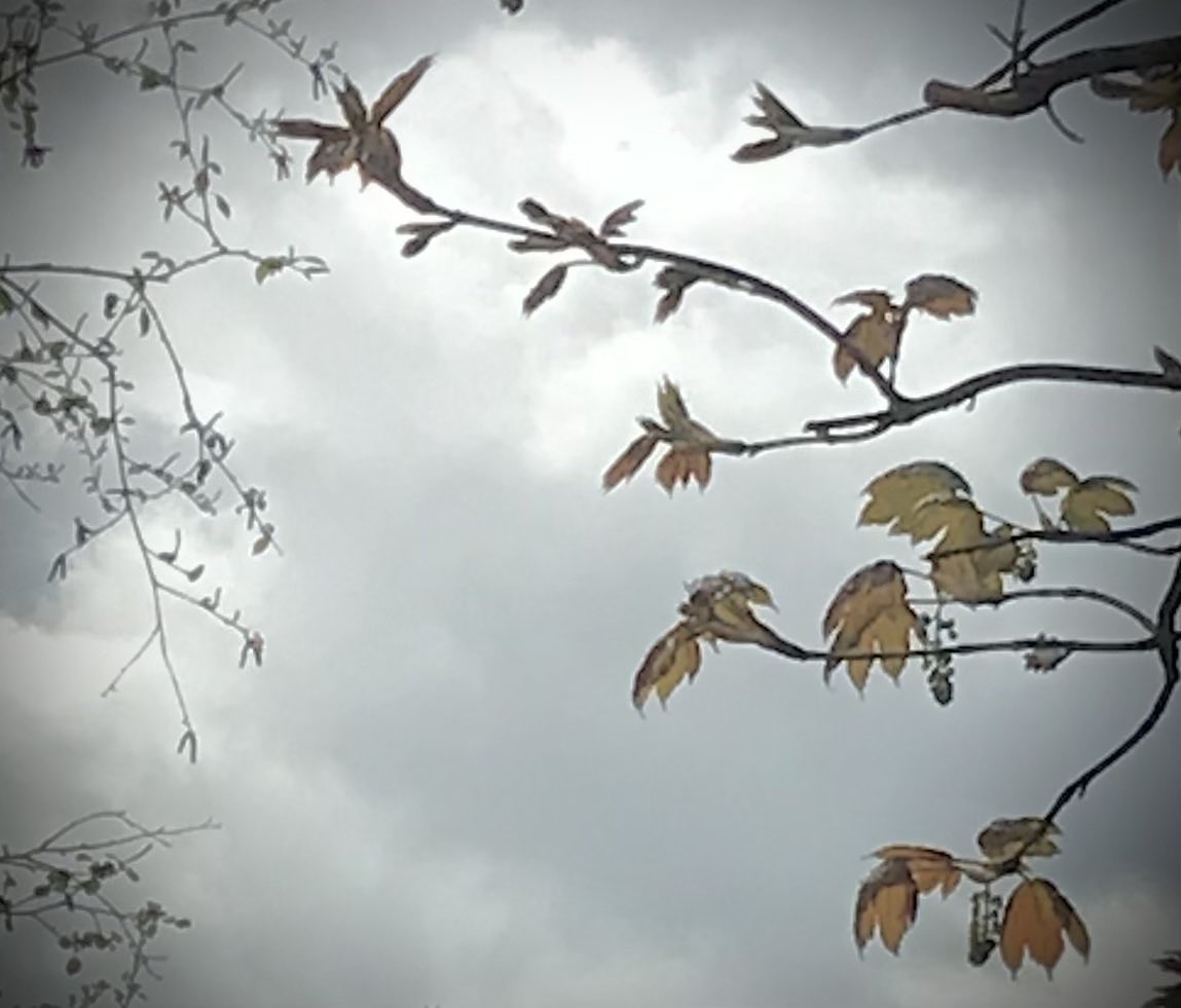 idanoomen's tweet image. - fragilis -

#Gallery365in2025
#Gallery365in2025dailyprompt
⁦@Gallery365photo⁩