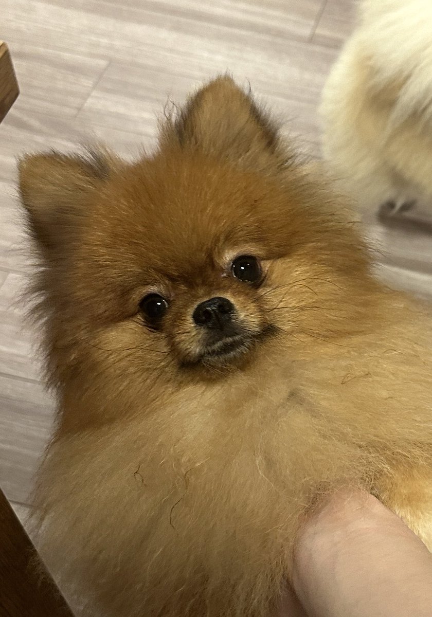 みるも ね*こ*も*り*(*ΦωΦ) on X