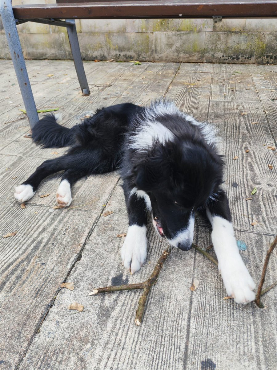 Tiene solo 7 mesecitos, es border collie. Su familia se va a su país y no se lo van a llevar 😞
Pueblo de Bizkaia, Euskadi, se envía 🙏
618208620