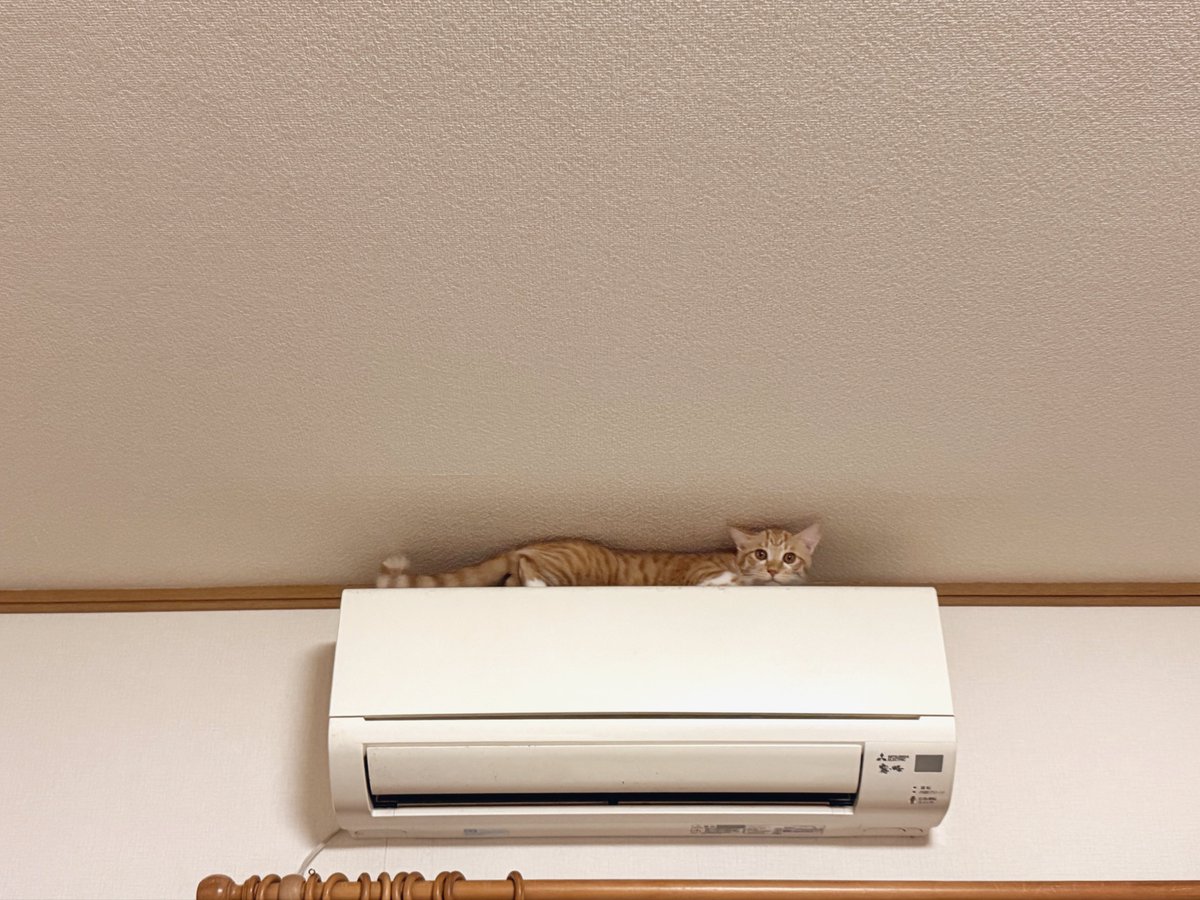 霧ヶ峰に初登頂した猫