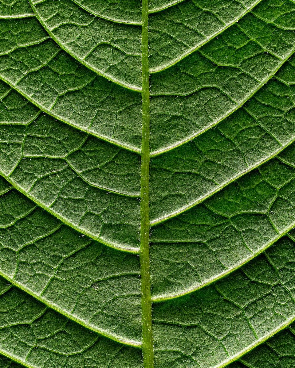 joeyterrill's tweet image. The incredible depth of focus that makes it possible to see every vein of this leaf is the result of 116 automatic captures made using the Focus Shift mode of the Z 8 camera.

Nikon Z 8 | Nikkor Z MC 105mm f/2.8 VR S | 1/80 sec @ f/6.3 | @NikonUSA #NikonPro #NikonAmbassador