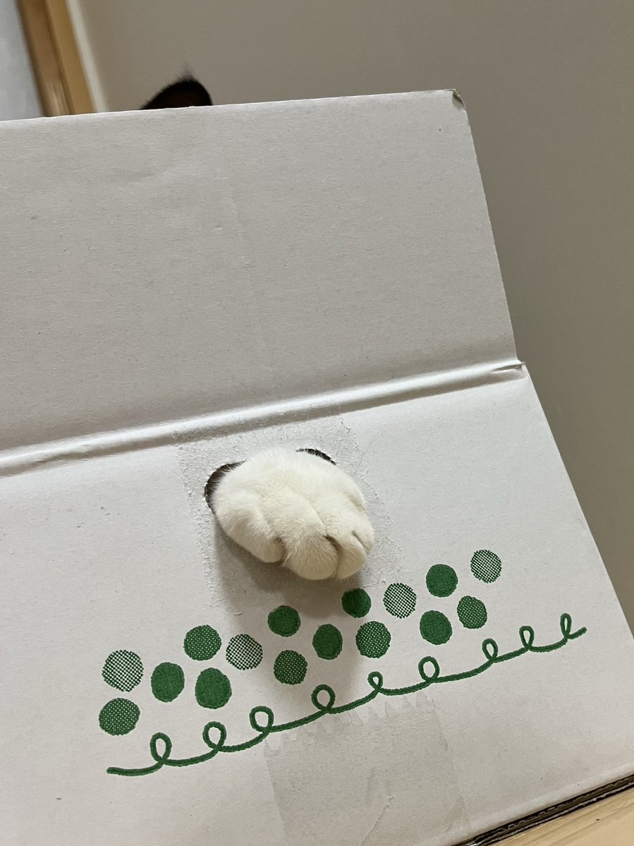 クリームパン！
#ねこ #クリームパン