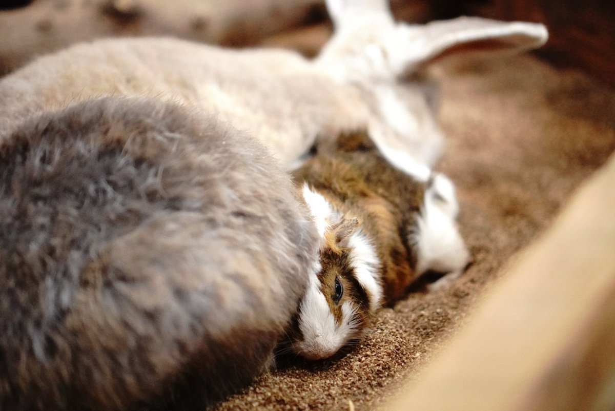 ウサギに擬態

モルモット ジュニア