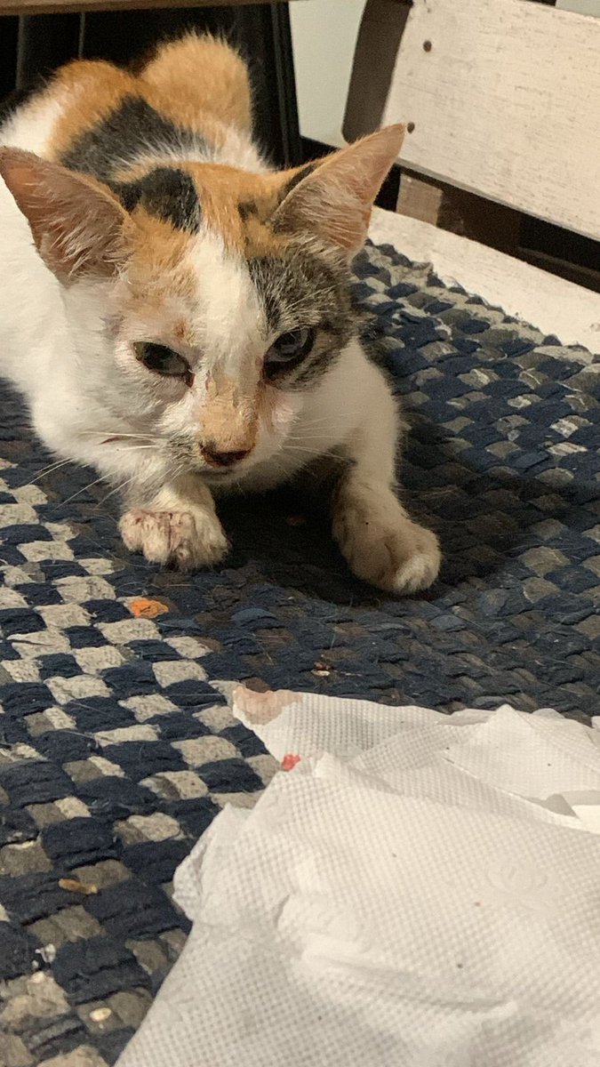 souurpinee's tweet photo. ❗open donation❗

Bismillah.
halo temen2 semua, di sini aku mau bantu tmn aku yg lg rescue kucing di kosnya yg Innalillahi ketabrak kemarin.  

tolong bantu retweet dan sharenya ya temen2 🥺🙏🏻 https://t.co/zYrGUGZ1w0